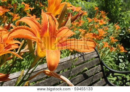 Orange Tiger Lilies And Old Wooden Bench