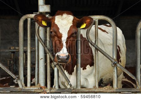 Young cow