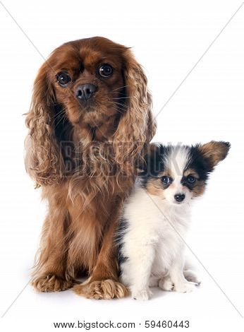 Papillon Puppy And Cavalier King Charles