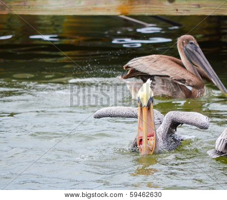 Pelican has their dinner