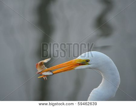 Heron caught a fish