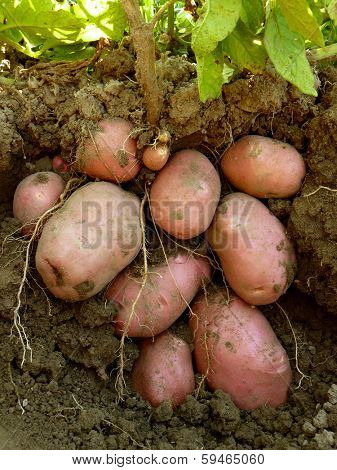 potato plant with tubers digging up from the ground