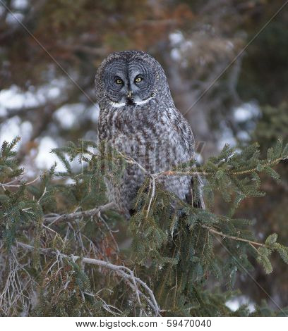 great grey owl