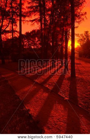 Trees In The Park