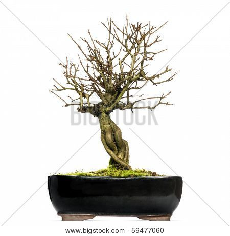 Pomegranate bonsai tree, Punica granatum, isolated on white