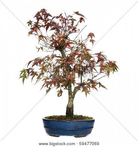 Elm bonsai tree, Ulmus, isolated on white