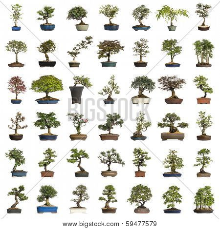 Collection of bonsai trees, isolated on white