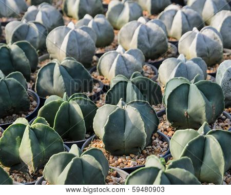 Astrophytum Myriostigma