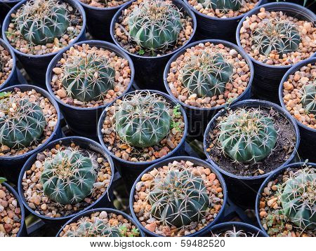 Melocactus Plants