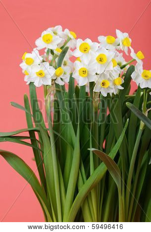 narcissus blooming