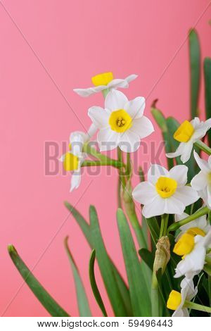narcissus blooming