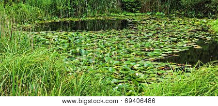 Water Lilies