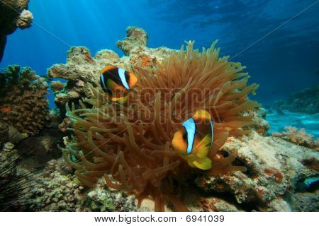 Rotmeer-Anemonenfisch