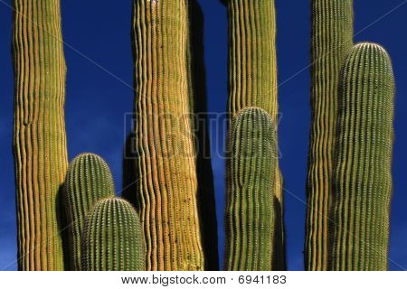 Cactus Saguaro géant