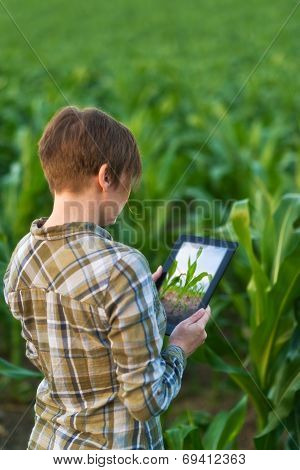 Agronomist With Tablet Computer In Corn Field