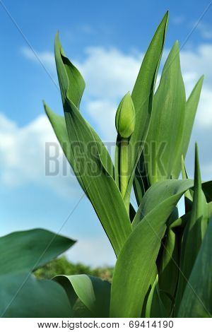 Unopened tulip on the background of blue sky