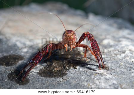 Red Swamp Crawfish