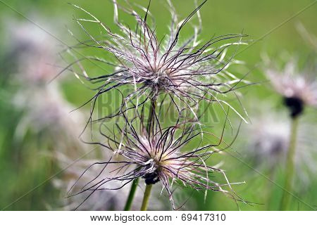 Pulsatilla Vulgaris Seedhead