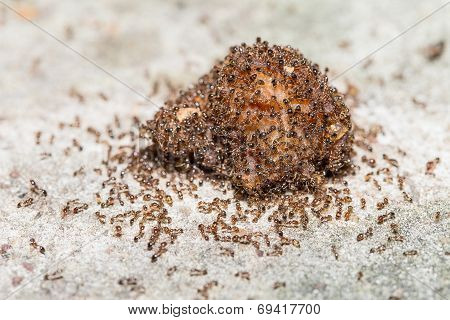 Close Up Of Red Imported Fire Ants