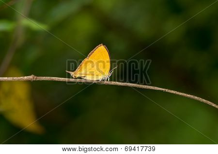 Orange Common Yamfly Butterfly