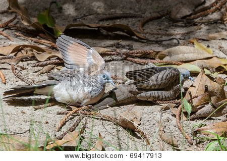 Couple Zebra Dove Relaxing On Ground