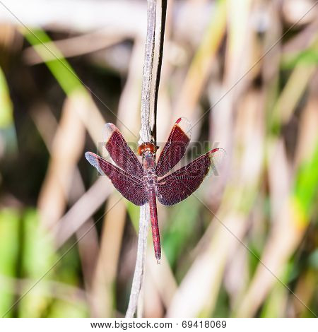 Male Red Dragonfly On Plant , Neurothemis Fluctuans