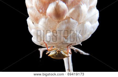 Orange Carpocoris Fuscispinus