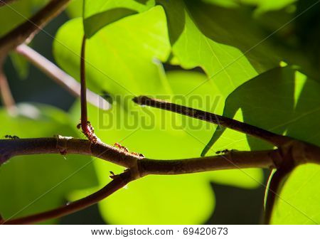 Ants Climbing An Ivy Branch