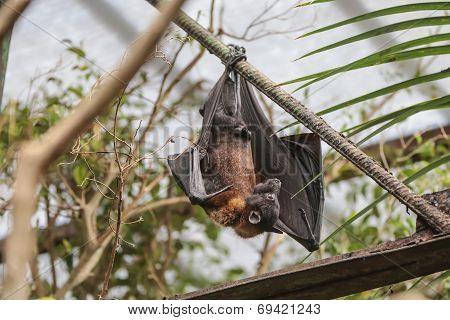 Flying Fox (pteropus)