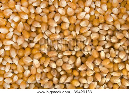 corn seeds