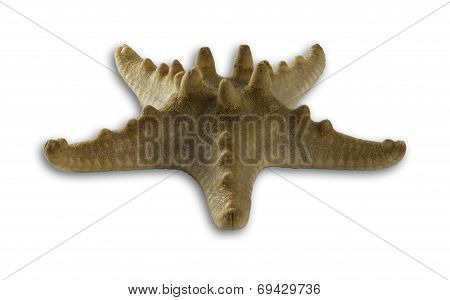 starfish isolated on white background