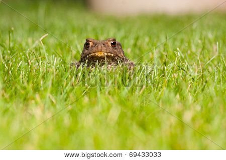 Gray frog sitting on green grass