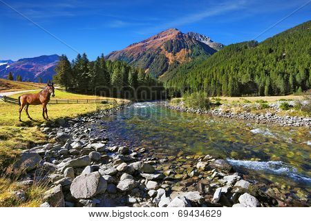  National park Krimml falls in Austria. Upper courses of falls - rather narrow fast seething small river among green mountain meadows. On the shore of the mountain river stands the village horse