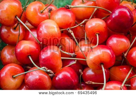 Sweet Cherries Closeup Bacground