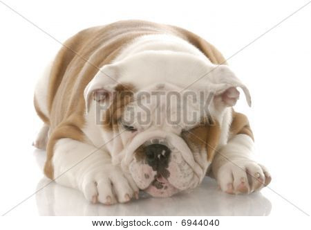 Cucciolo malato