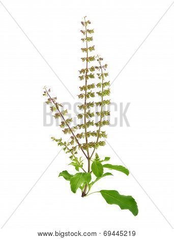 Holy Basil Isolated On White Background