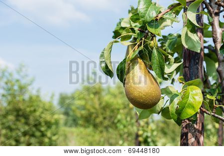 Ripening Conference Pears On The Tree