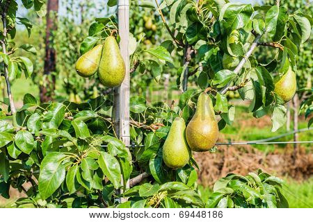 Ripening Conference Pears On The Tree