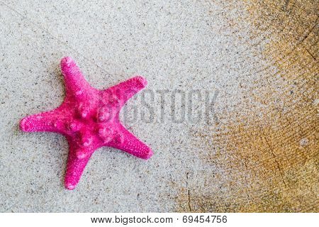 Sea Shell Sand Board