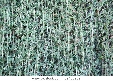 Background of the green leaf