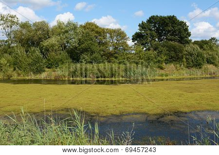 Thick Green Weed And Algae Covering A Pond