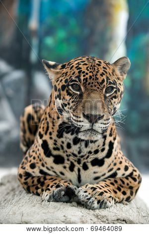Jaguar ( Panthera Onca )