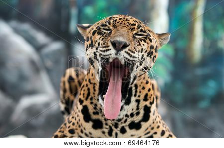 Jaguar ( Panthera Onca )