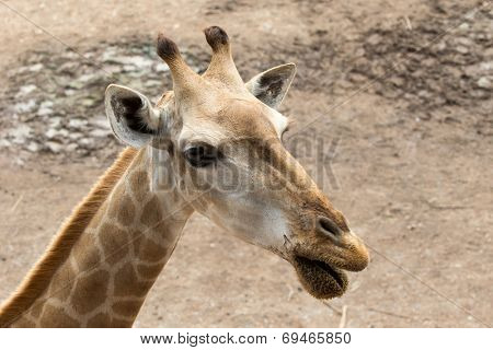 giraffes 