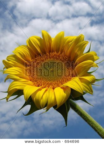 floareasoarelui6
