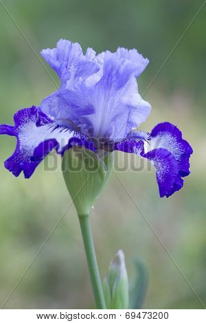 Purple and Blue Tall Bearded Iris