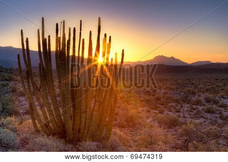 Starstruck Organ Pipe