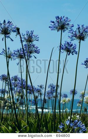 Agapanthus