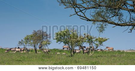 Goup of Konik horses