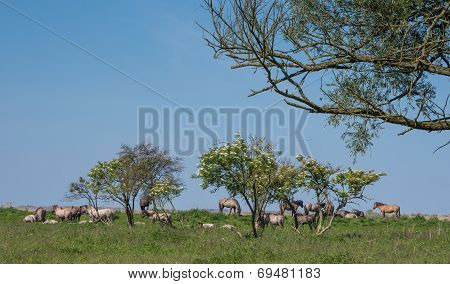 Goup of Konik horses